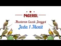 Download Lagu Masteran Cucak Jenggot Jeda 1 Menit