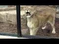 Download Lagu Dierentuin Artis Amsterdam (66) vernieuwd zij-verblijf leeuwen