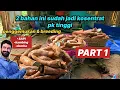 Lagu SINGKONG UNTUK PAKAN TERNAK KAMBING untuk KOSENTRAT SEHAT DAN HEMAT ‼️