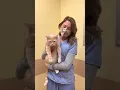 How to give your cat medication