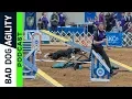 216 The 2019 AKC National Agility Championship Wrap-Up