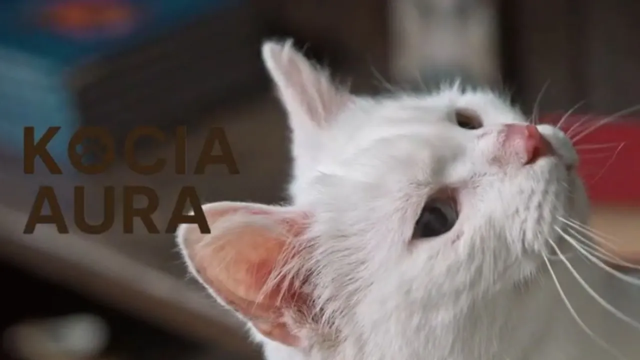 TuneFusion - Kocia Aura 🐾 [Polski Rap o kotach 2025 + Tekst]