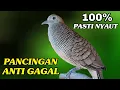 Download Lagu Perkutut lokal gacor  Pancingan  ANTI GAGAL 100% Pasti Langsung nyaut