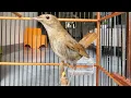 Download Lagu Burung Sikatan Londo Gacor!!!