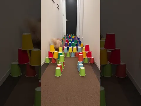 Dog runs!🐶Part15 #shorts