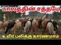 Lagu 🔴பயங்கர சத்தம்.மிரண்டு ஓடிய மாடுகள் பலியான உயிர்