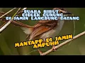 Download Lagu suara ribut ciblek gunung cocok untuk pikat