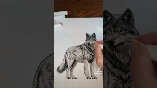 Coloring Wolf today