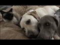 Best buddies two dogs Weimaraner Lab and one cat Siamese cuddle and play