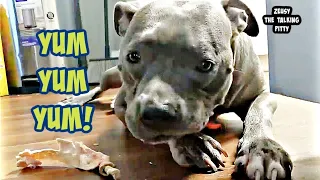 Pitbull Talking To Dad So Much! Dog Shows Him Exactly Where His Treats are!! 