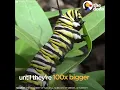 How A Caterpillar Becomes A Butterfly | The Dodo