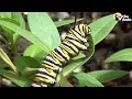 Lagu How A Caterpillar Becomes A Butterfly | The Dodo