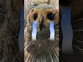 Download Lagu Kasihan burunghantuku sedih sampai menangis #animalfunny #owl #burunghantu #animalhumor