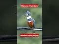 Download Lagu Ringed kingfisher calling  #masteranburung #masteranmuraibatu #tengkek #muraibatu
