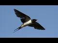 Download Lagu MASTERAN BURUNG WALET COCOK UNTUK GEDUNG WALET DAN COCOK UNTUK MASTERAN BURUNG, SUARA SANGAT JERNIH