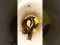 Download Lagu Amazing Candy Can bright on the Millipedes #millipede #candy #shorts