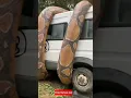Download Lagu Cobra Gigante Enrola Uma Van 😱😳
