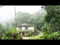 Jamaica Rain and Thunderstorm Sound for Sleeping: Heavy Rain in Jamaica (Countryside Rain)