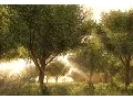 Intro to Speedtree in CryEngine - 3dm Promo