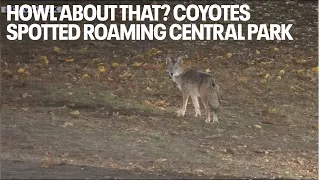 Howl about that? Coyotes spotted roaming Central Park