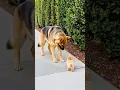 Download Lagu Big Dog Comforts Crying Tiny Puppy in the Sweetest Way ❤️🐶