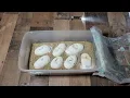 What is going on with these Ball Python Eggs Weird Egg Check Up Will they survive