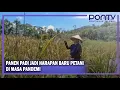 PANEN PADI JADI HARAPAN BARU PETANI DI MASA PANDEMI