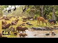 Lagu Relaxing Walk In The Amazon: The Secret Nurseries of the Jungle (4K) | Jaguar, Capybara, Monkey