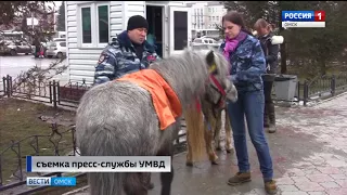 Омские полицейские вернули потерявшихся пони владелице