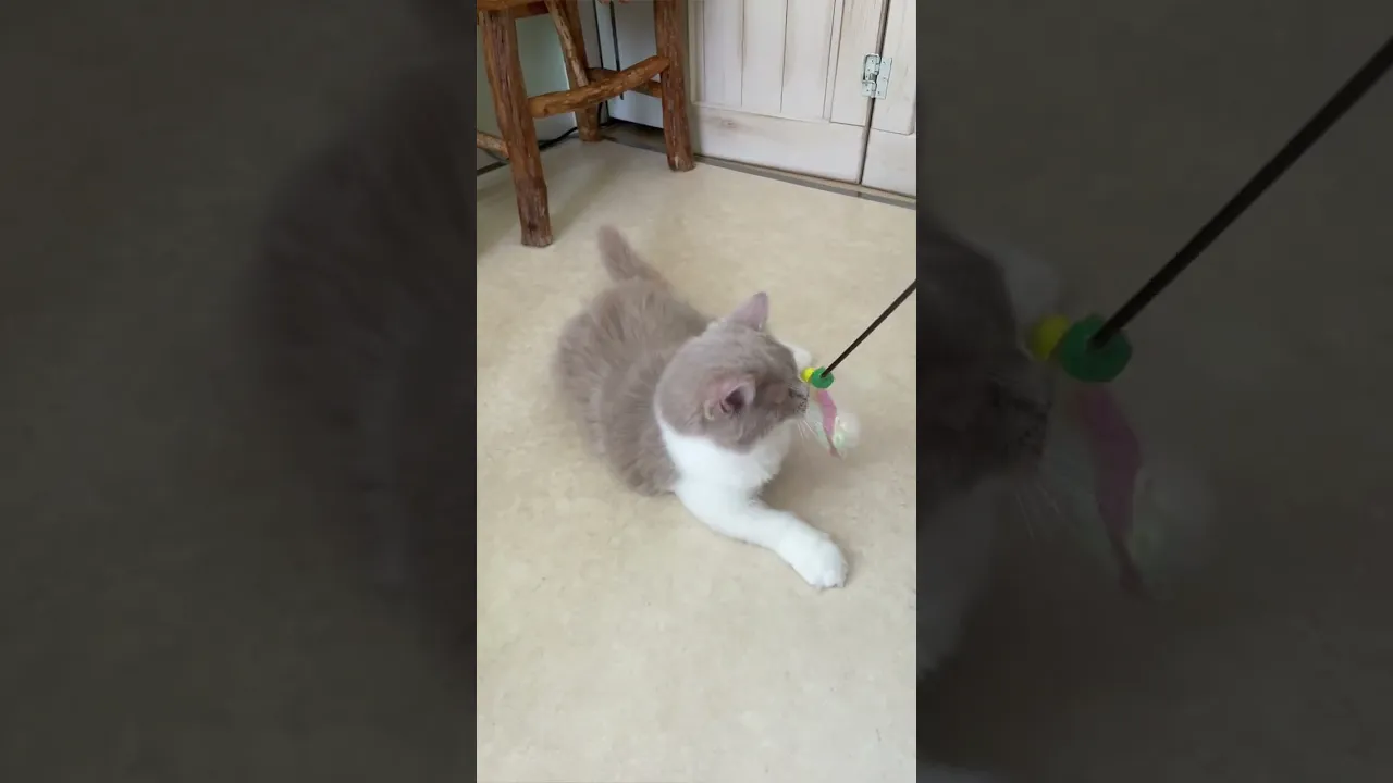 動画