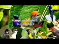 Lagu kompilasi masteran burung kecil paling dicari mp3,khusus burung Lomba part 01