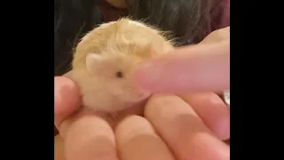 massage mouse