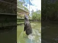 Download Lagu The moment when that big jumping crocodile launches