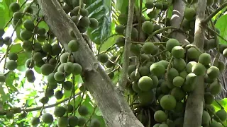 tips tani agar pohon duku berbuah sepanjang tahun