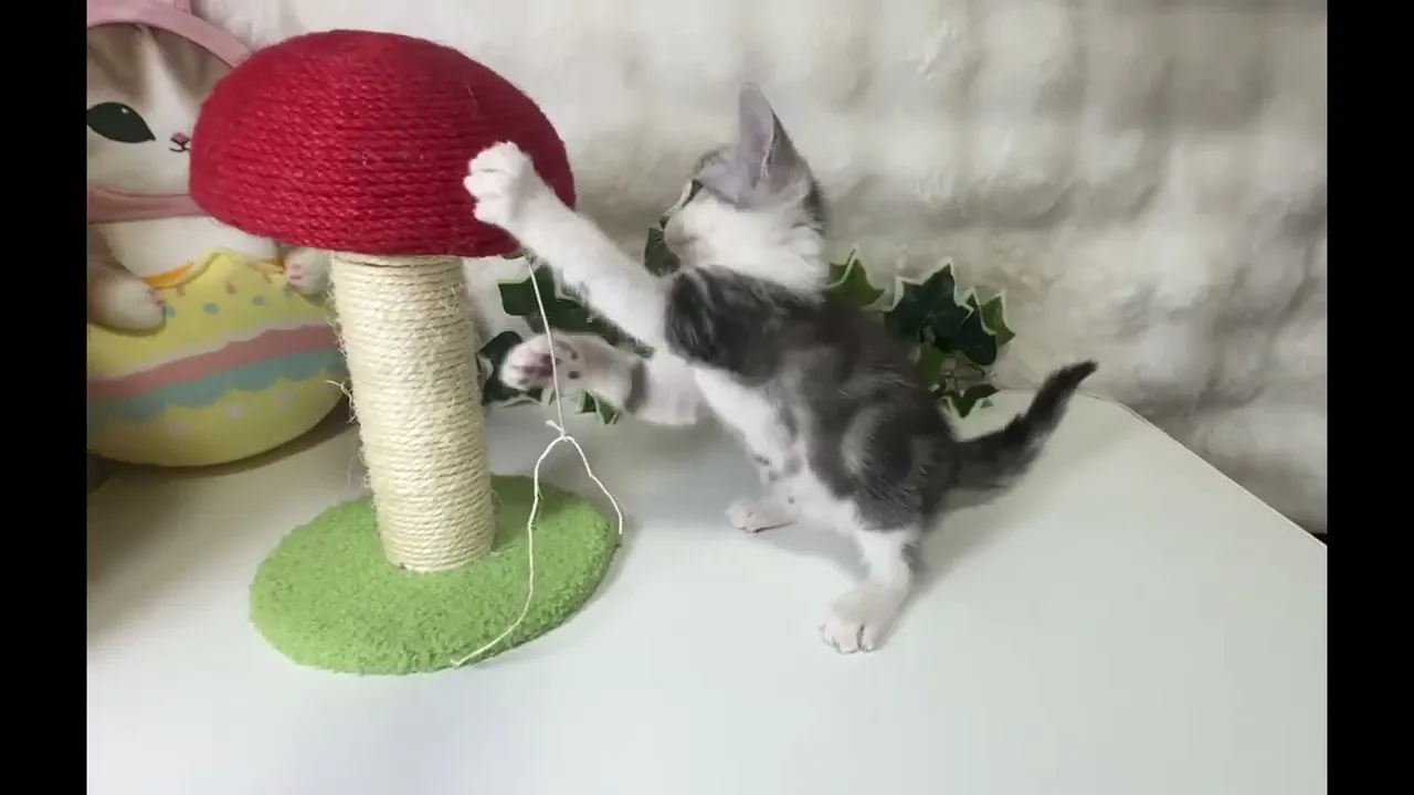 動画