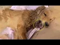 Download Lagu Left to Suffer Alone, He Cried Silently… Until Love Saved Him – Buddy’s Miracle Story!