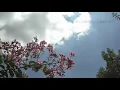 bagband / まるで天気雨のように（feat. 初音ミク）
