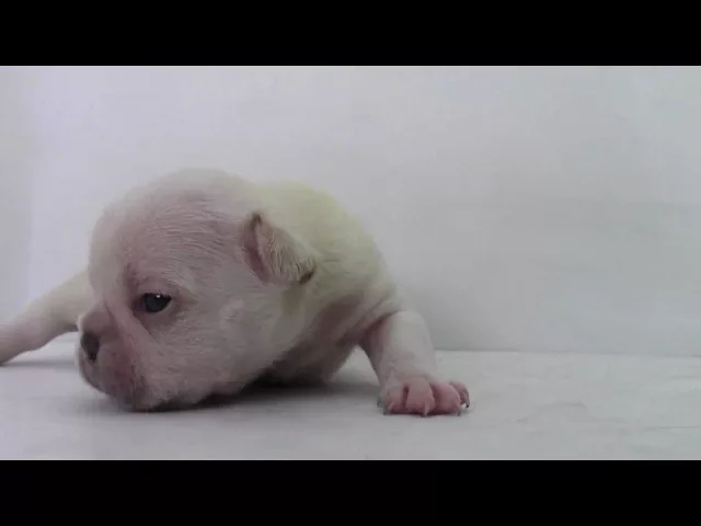 動画
