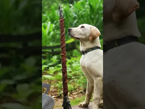 Kung fu master and pet dog subdue lobster and make delicious food#kungfu #food 1
