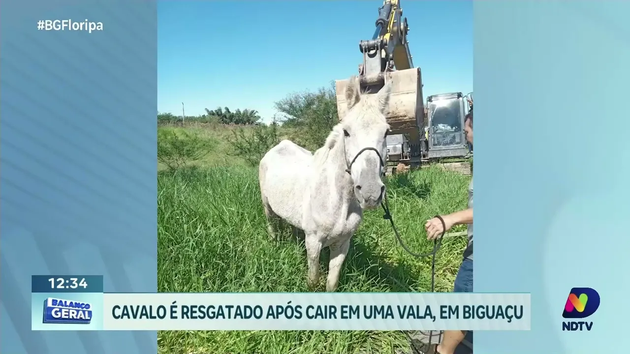Resgate heroico: Corpo de Bombeiros salva cavalo que caiu em vala em Biguaçu