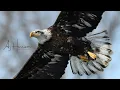 Download Lagu Bald Eagles in Slow Motion.  An Iowa Winter.  Nikon D850 at 120fps.