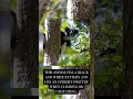 Download Lagu Indri lemurs