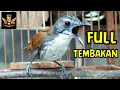Burung sniper Tepus dada putih gacor full tembakan cocok buat masteran