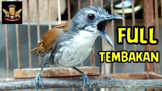 Download Burung sniper Tepus dada putih gacor full tembakan cocok buat masteran MP3