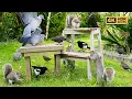 Download Lagu [NO ADS] Cat TV for Cats to Watch 🕊 Squirrels \u0026 Birds Squabble Over Food 😹 Videos for Cats ~ 4K HDR