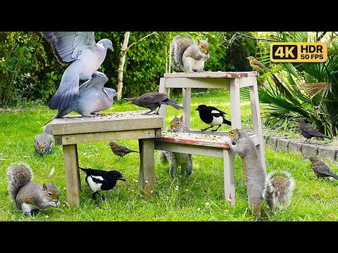 Download MP3 Katzen-TV für Katzen zum Anschauen 🕊 Vögel und Eichhörnchen 🐿 Videos für Katzen und Hunde 🐱🐶