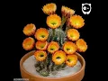 Download Lagu Hypnotic flowers