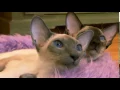 Cats 101 Animal Planet - Siamese High Quality