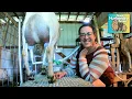 Goat Milking Machine Info Dump Many Styles Budgets For ALL Sizes of Goats