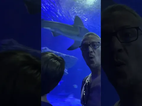 Entre tiburones 🦈🦈🦈#océano #oceanografic